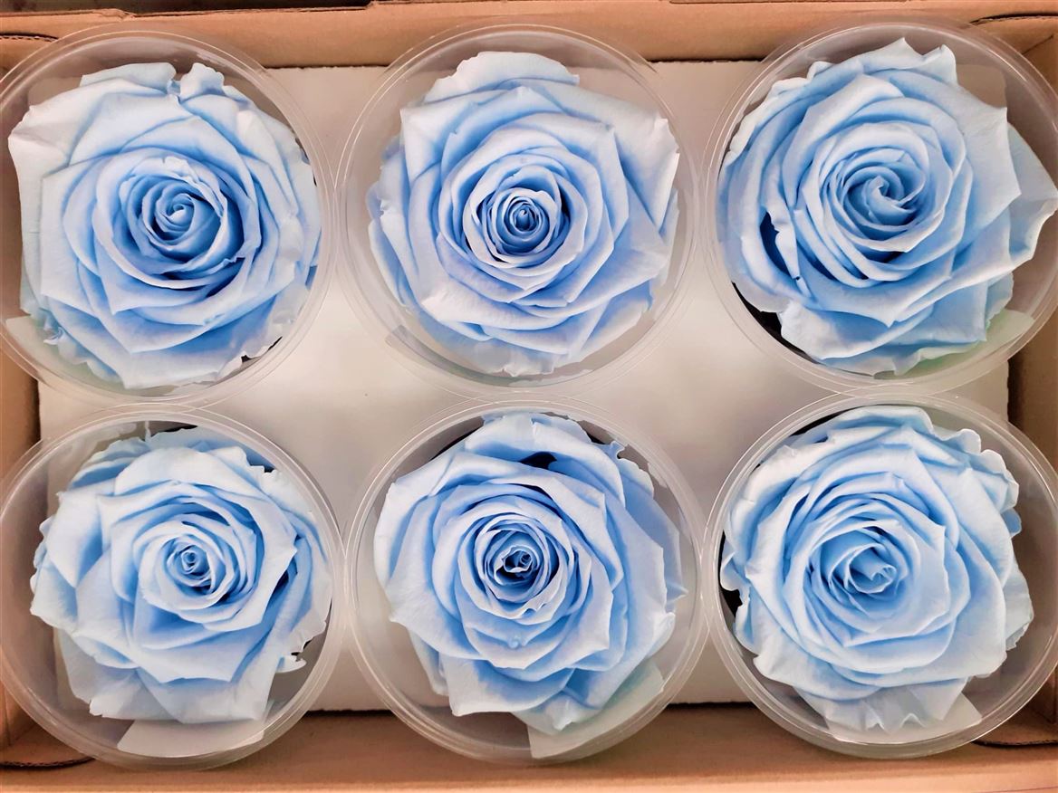 La Rosa Blu 89, la trovi presso il nostro ingrosso fiori stabilizzati