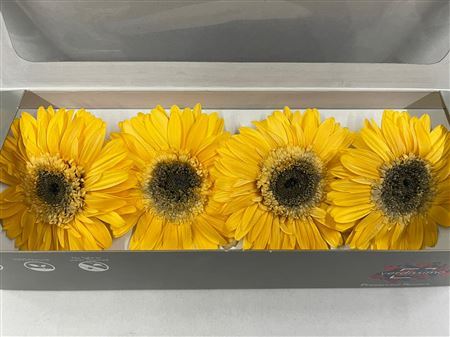 Gerbera  stabilizzata :  la trovi presso il nostro ingrosso fiori stabilizzati.