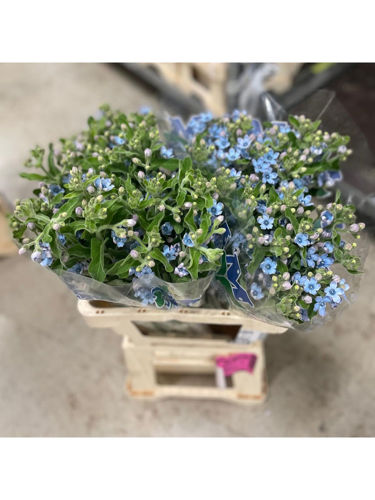 Preparati all'Estate: Tendenze Floreali per la prossima stagione con ErcolanoFlora