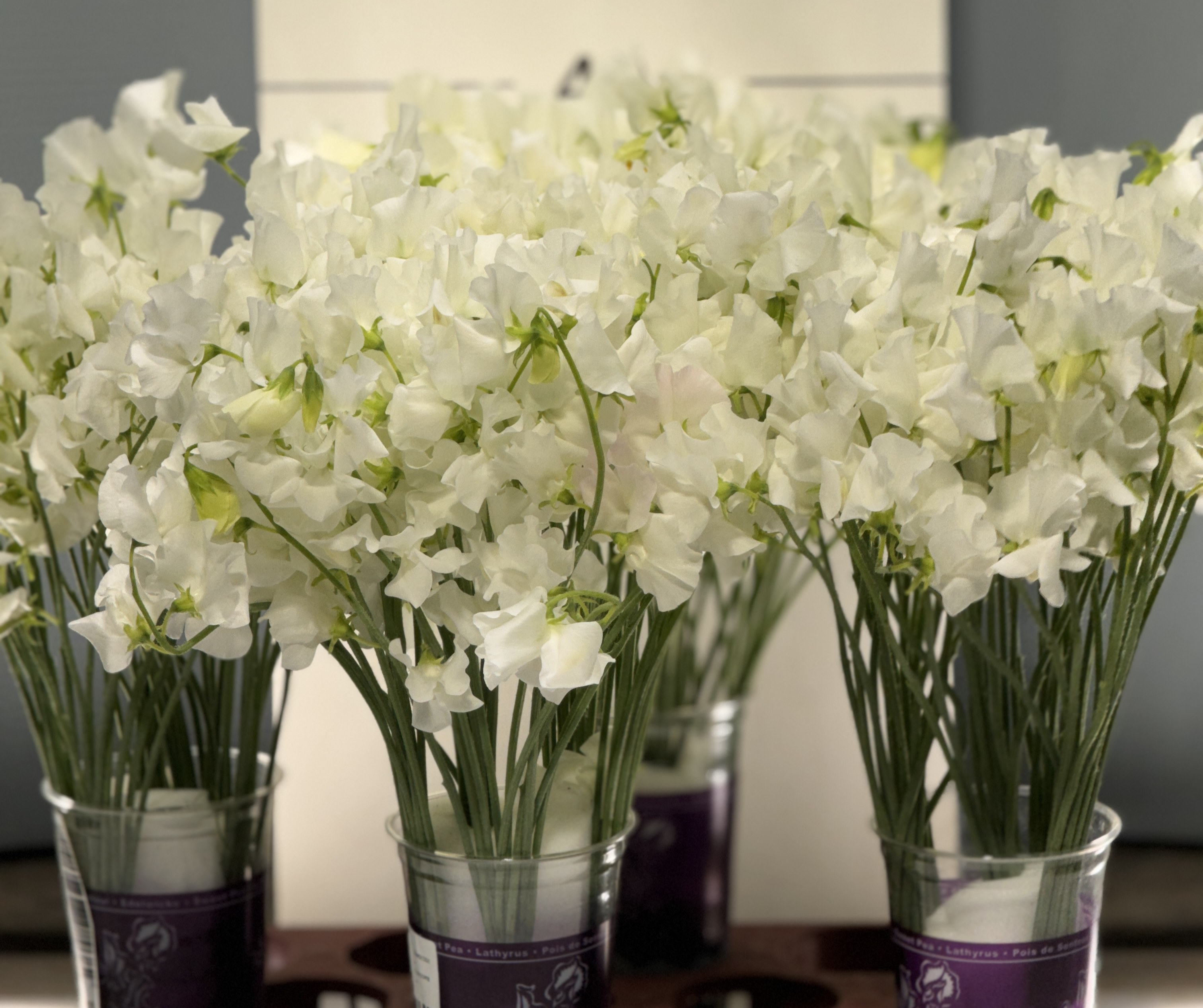  Eleganza Sottile: Esplorare l'Uso di Fiori Unici per gli addobbi dei  Matrimoni 