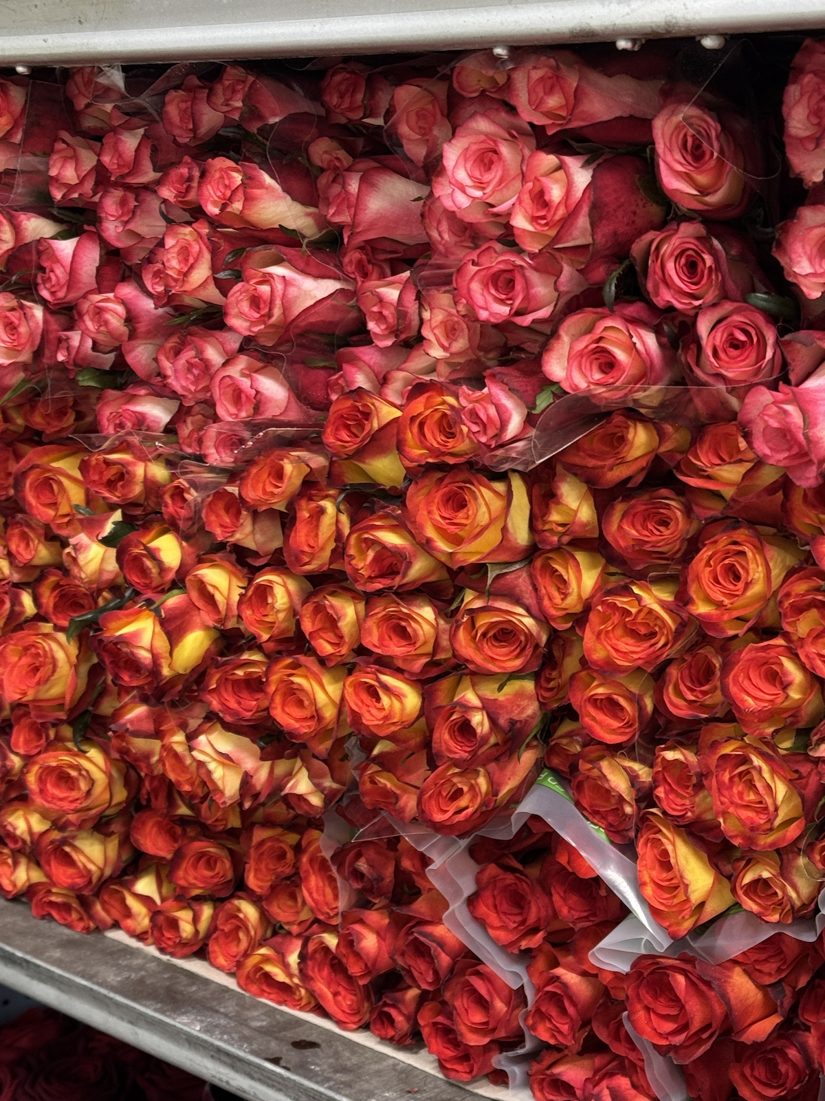 Valentino con ErcolanoFlora: fiori, decorazioni e forniture per celebrare l’amore